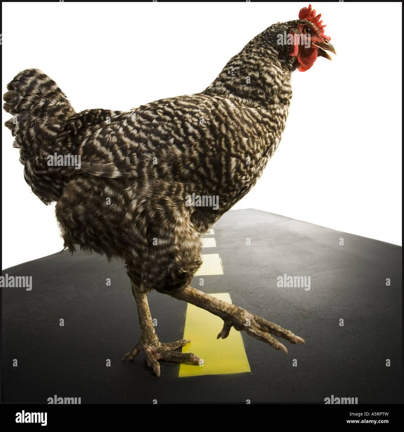 Chicken road gokspel - Meer over Kipstraat: Speel nu de populaire gokspel online